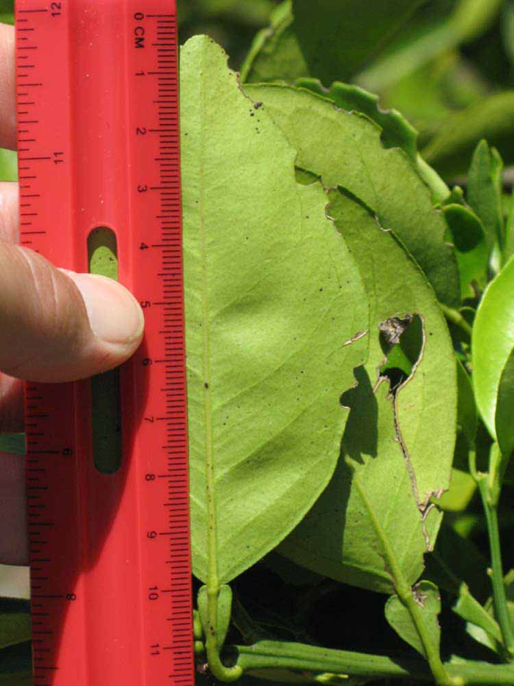              Unifoliolate leaf (Winter Haven, FL)       